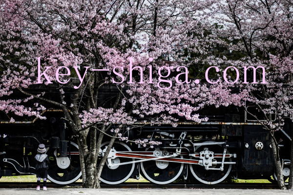 滋賀県犬上郡多賀町、「機関車公園」の桜と少女 滋賀県、カギと錠前のプロフェッショナル。地元直営の鍵屋【キー滋賀.com】